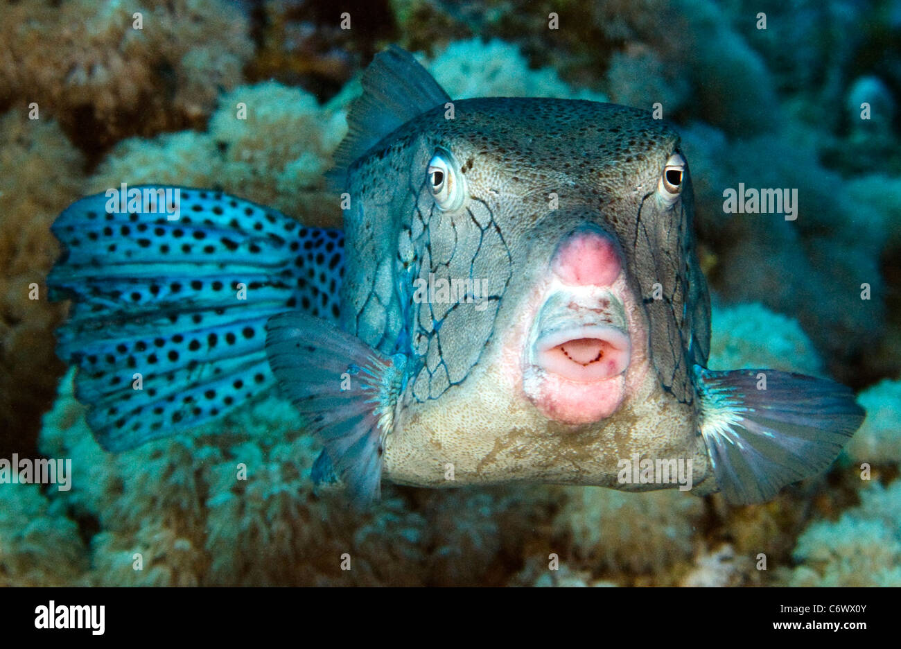Giallo boxfish   Ostracion cubicus Foto Stock