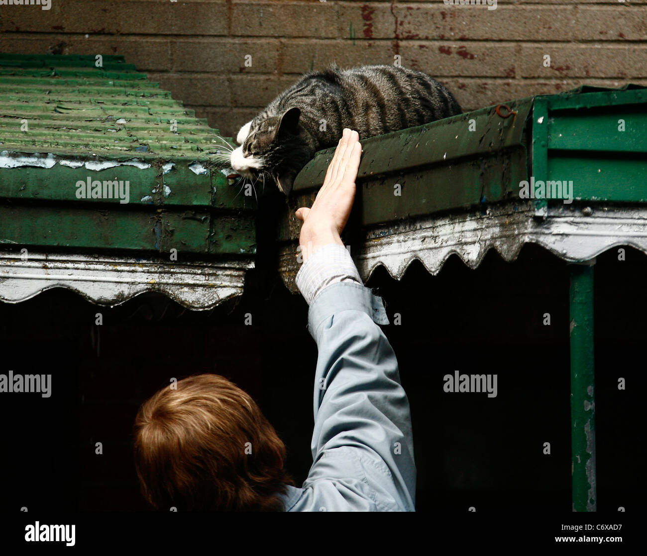 Michael C. Hall sul set di un film per East Fifth Bliss, cerca di incoraggiare un gatto giù dal tetto di un ristorante. New York Foto Stock
