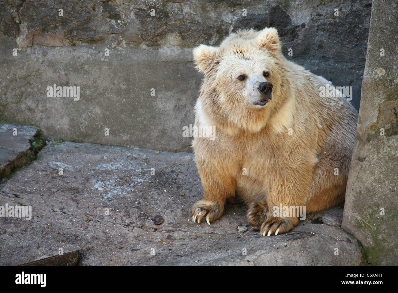 Bianco orso polare allo zoo, divertente Foto Stock