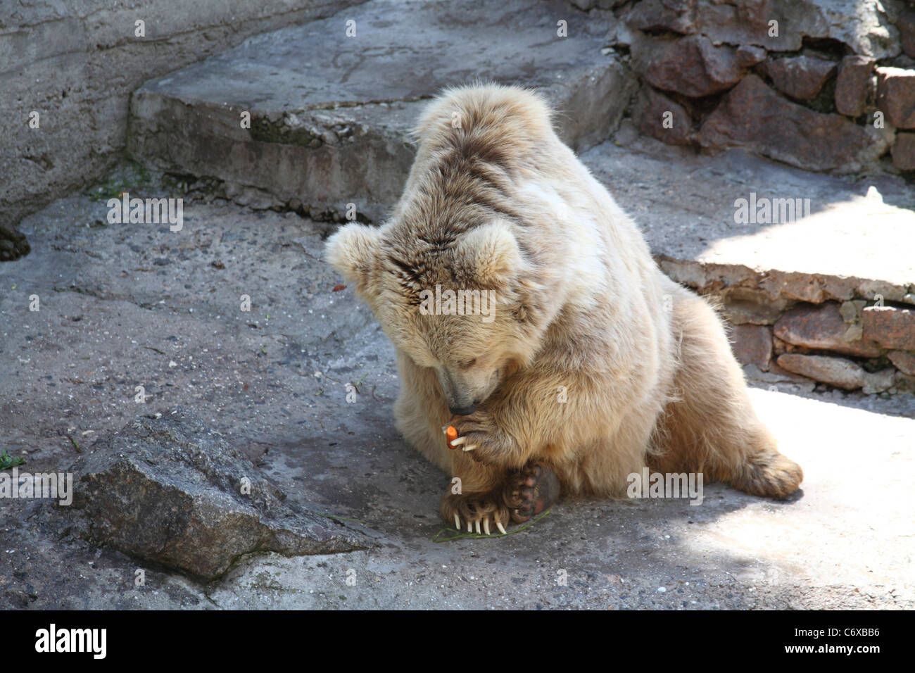 Bianco orso polare allo zoo, divertente Foto Stock