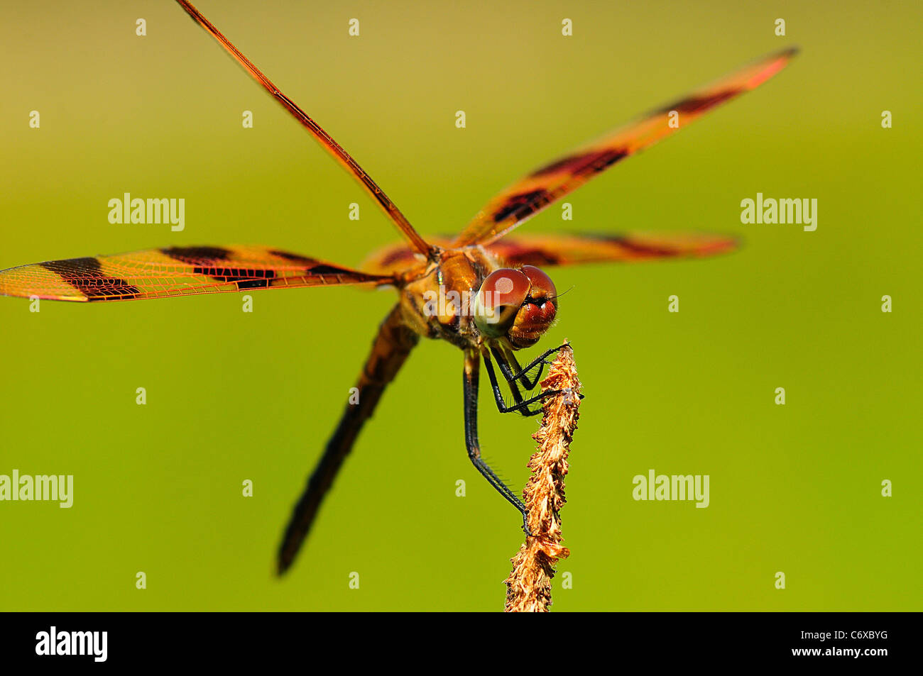 Halloween Pennant poggiante su un ramoscello come il vento soffiava. Foto Stock