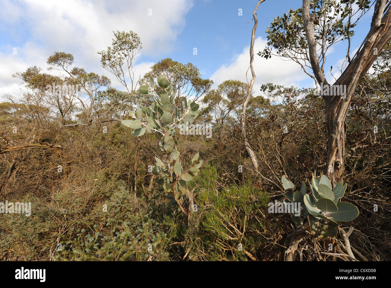 Australian tipico "bush", Shire di Esperance, Australia occidentale, Australia Foto Stock