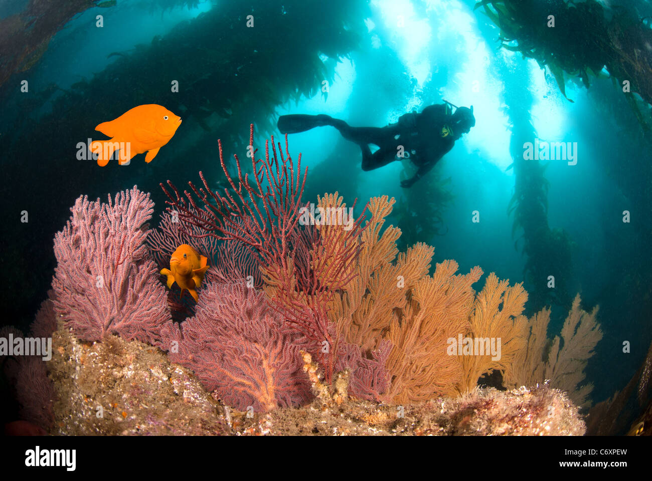Un colorato scogliera sottomarina con un subacqueo e pesce arancione. Foto Stock