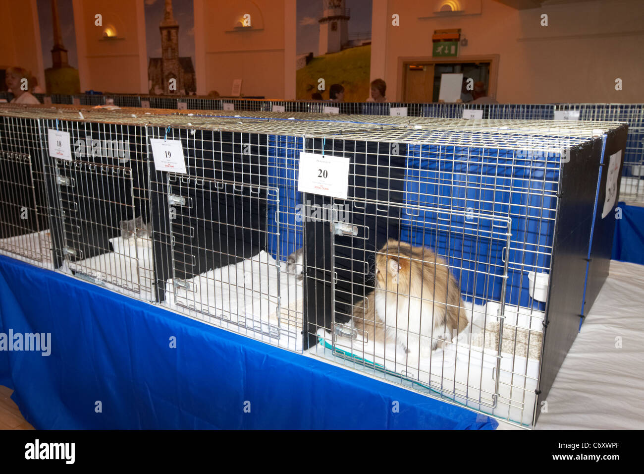 Gatti in gabbia immagini e fotografie stock ad alta risoluzione - Alamy