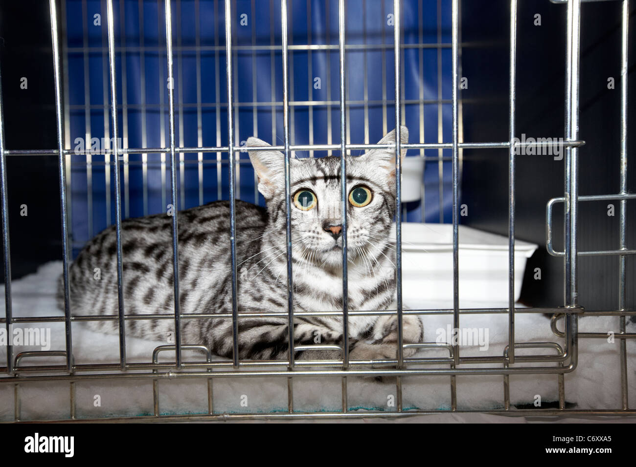 Gatti in gabbia immagini e fotografie stock ad alta risoluzione - Alamy