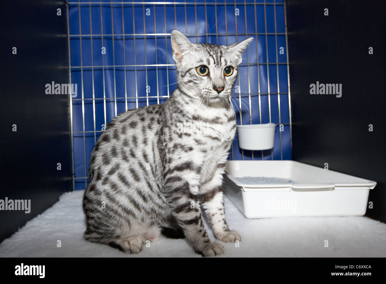 Mau Egiziano gattino nel display della gabbia ad un club locale cat mostra nel Regno Unito Foto Stock