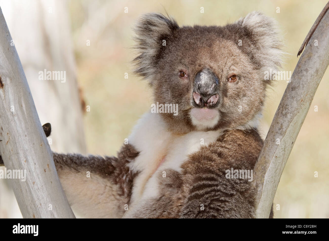 Il Koala closeup 'Phascolarctos cinereus' Foto Stock