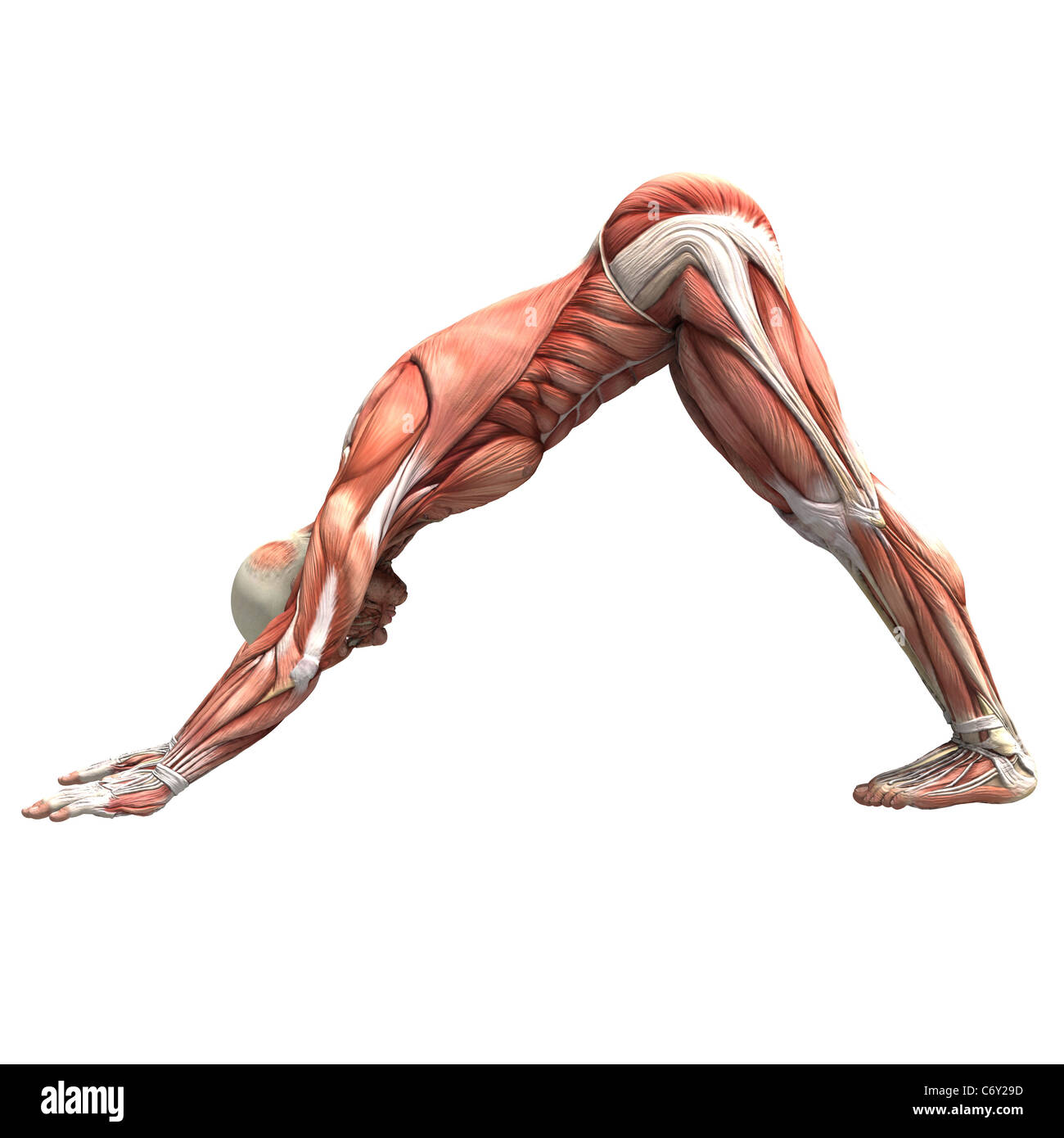 Un maschio umano figura withe tessuto muscolare esposti in vari yoga ed esercizio fisico pone. Foto Stock
