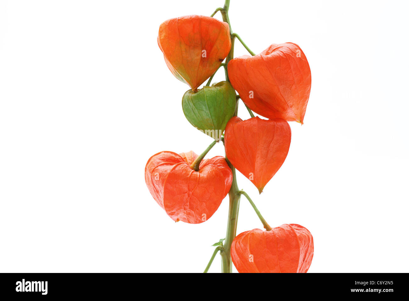 Vista ravvicinata di colore arancio brillante lanterne cinesi (Physalis alkekengi) Foto Stock