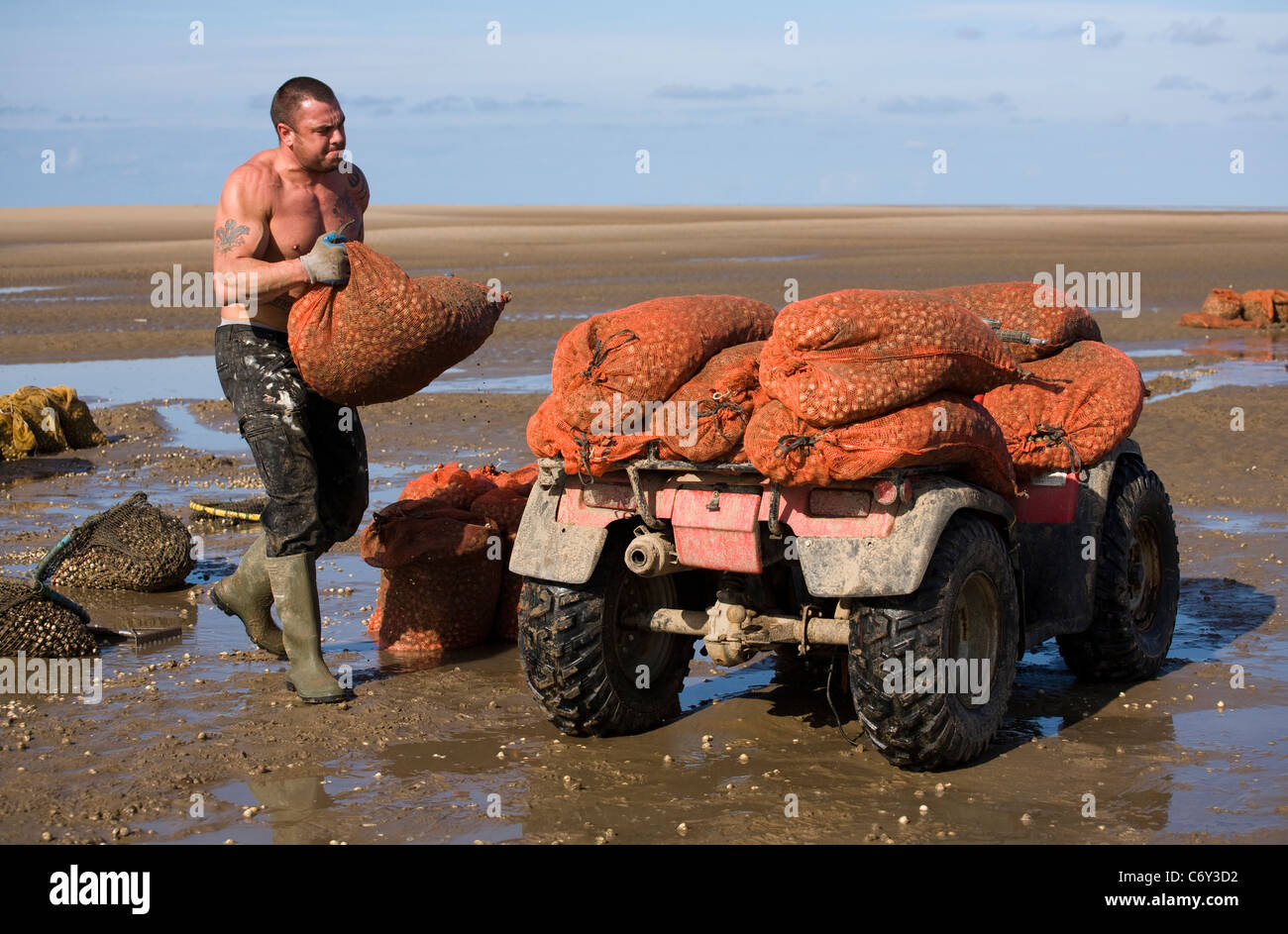 La mietitura Cocklers utilizzando ATV (ATV) "quad bikes" all'inizio dell'arricciatura stagione della raccolta, Southport, Merseyside, Regno Unito Foto Stock