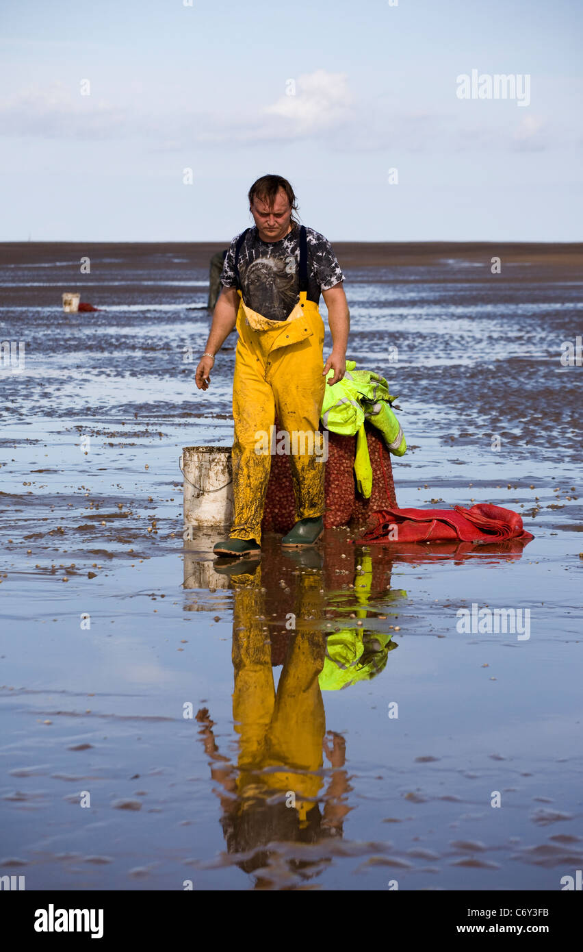 A Cocklers Marshside all'inizio dell'arricciatura stagione della raccolta, Southport, Merseyside, Regno Unito Foto Stock