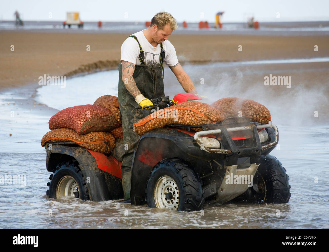 La mietitura Cocklers utilizzando ATV (ATV) "quad bikes" all'inizio dell'arricciatura stagione della raccolta, Southport, Merseyside, Regno Unito Foto Stock