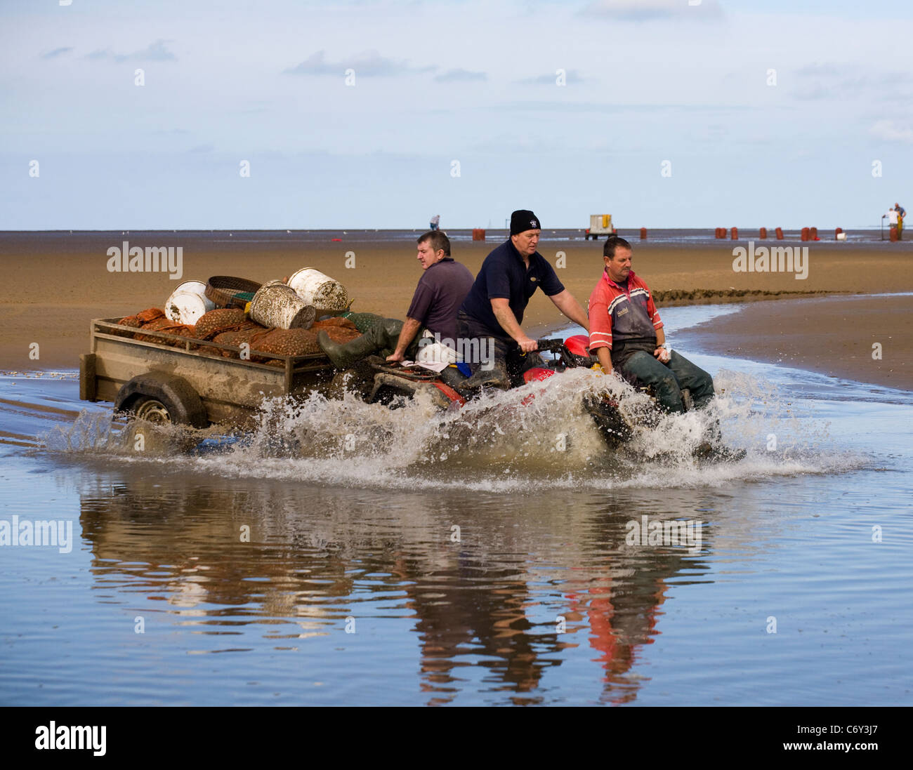 La mietitura Cocklers utilizzando ATV (ATV) "quad bikes" all'inizio dell'arricciatura stagione della raccolta, Southport, Merseyside, Regno Unito Foto Stock