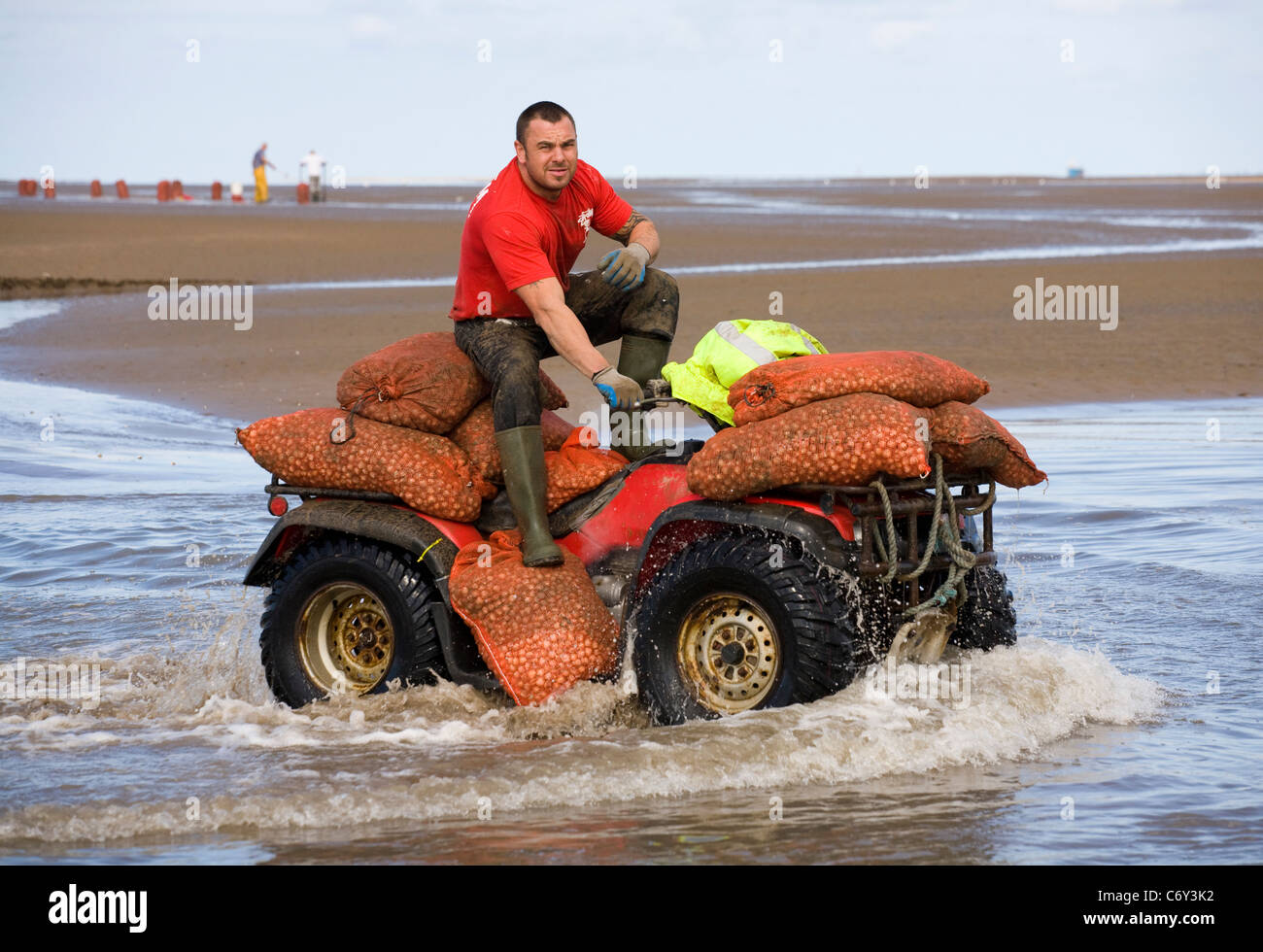 La mietitura Cocklers utilizzando ATV (ATV) "quad bikes" all'inizio dell'arricciatura stagione della raccolta, Southport, Merseyside, Regno Unito Foto Stock