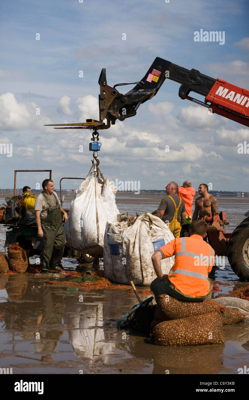 Gru pesare  cardidi di pesatura a Marshside all'inizio dell'arricciatura stagione della raccolta, Southport, Merseyside, Regno Unito Foto Stock