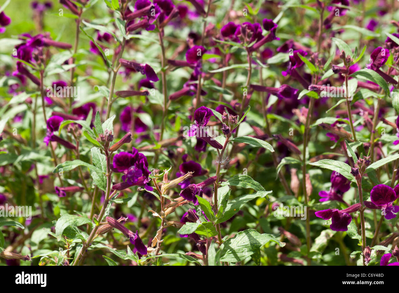 Blu, Waxweed Indianbloss (Cuphea viscosissima) Foto Stock