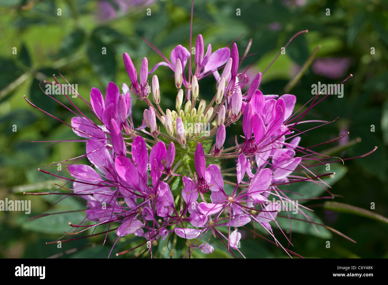 Fiore di ragno, Paradisblomster (Cleome hassleriana) Foto Stock