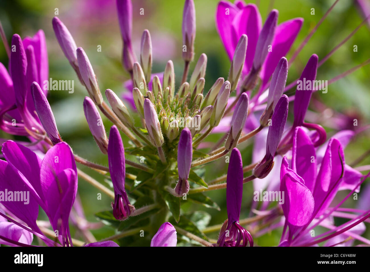 Fiore di ragno, Paradisblomster (Cleome hassleriana) Foto Stock
