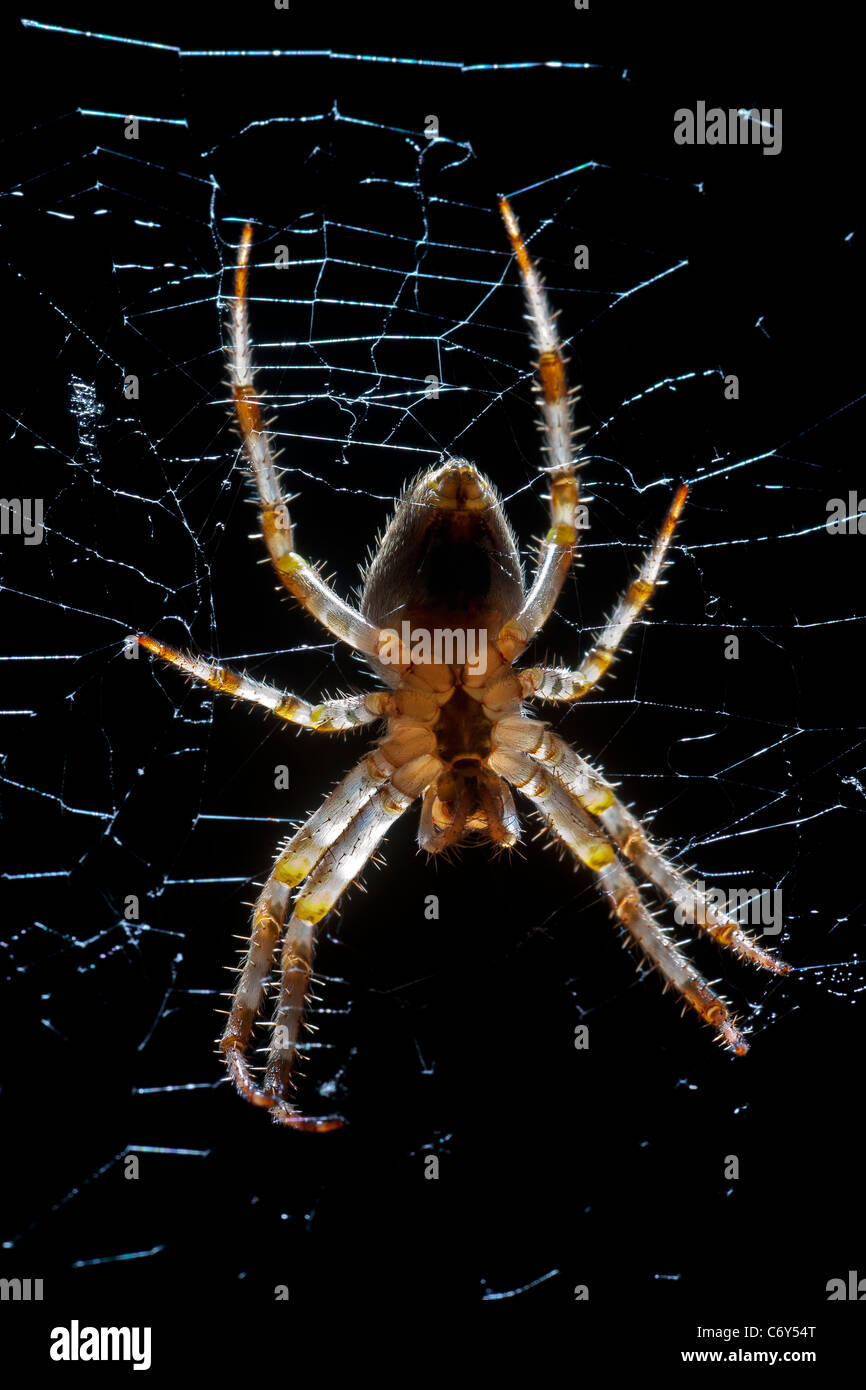 Un close-up su un giardino femmina spider (Arenatus diadematus). Épeire diadème (Araneus diadematus) femelle en gros plan. Foto Stock