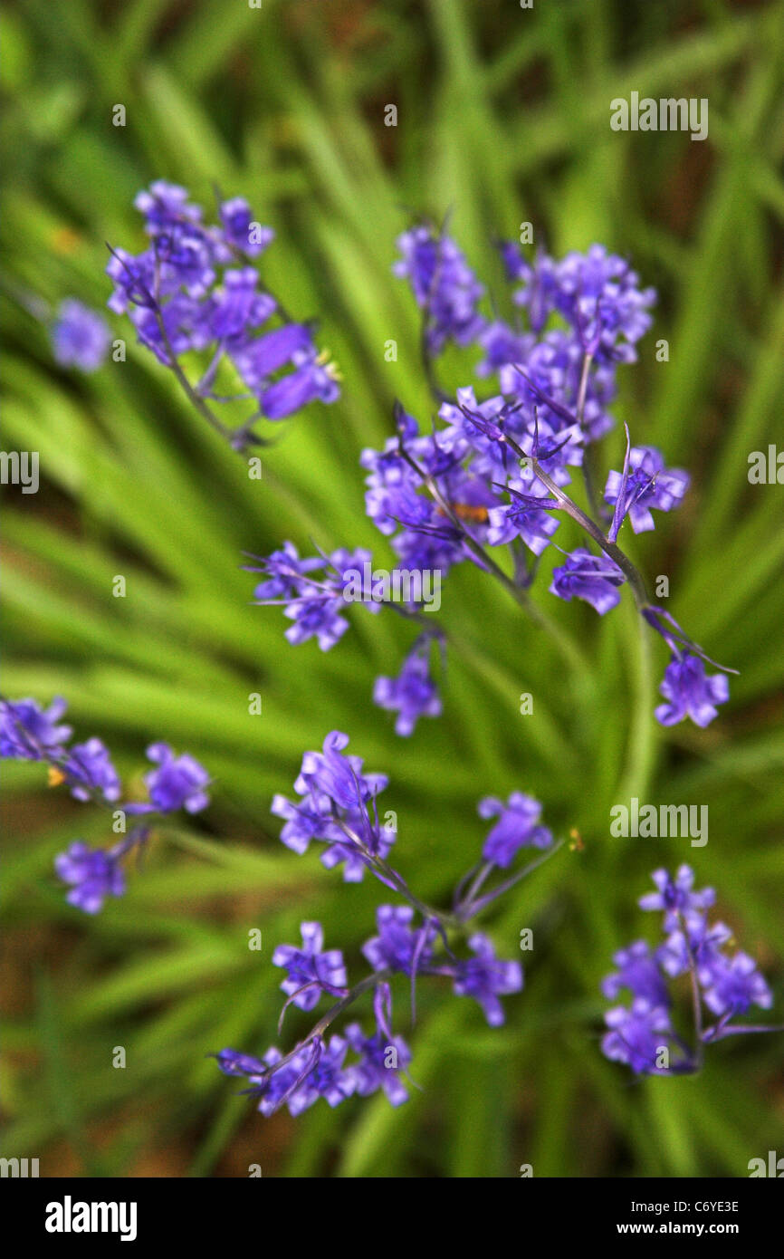 Close up bluebell fiori Foto Stock