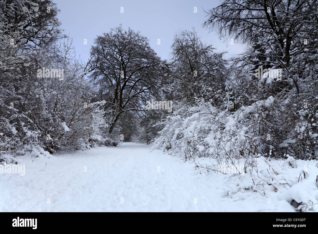 Neve invernale scena, Houghton Forest West Sussex Foto Stock