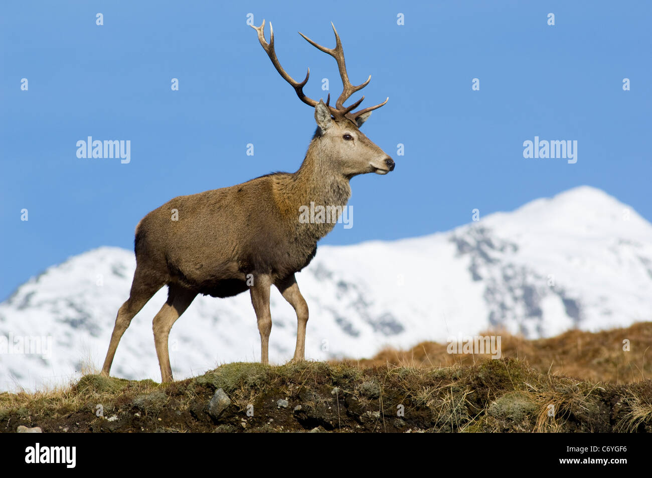 Il cervo (Cervus elaphus), maschio o feste di addio al celibato in Glen Garry. La cima innevata dietro Sgurr è un' Mhaoraich (1027 m). Foto Stock