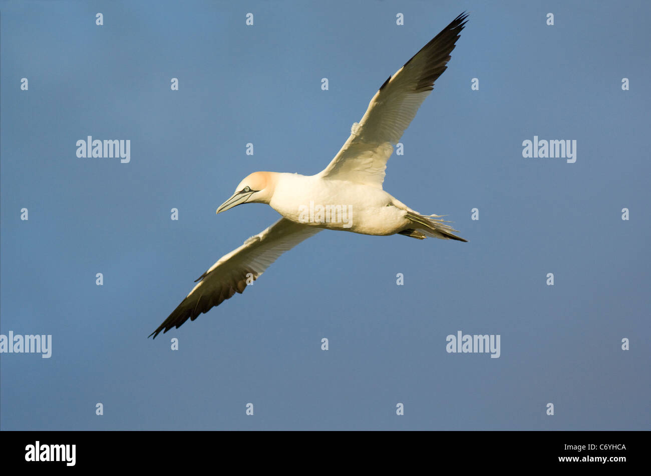 Gannett (Morus bassanus), flying Foto Stock