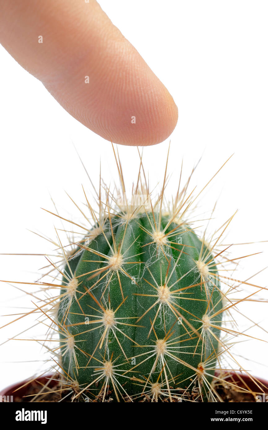 L'uomo premendo il dito su un mini cactus, studio shot, sfondo bianco Foto Stock