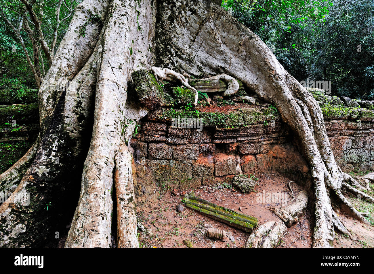 Strangler fig (Ficus sp.) albero radici su rovine, Ta Prohm tempio di Angkor Wat, Siem Reap, Cambogia Foto Stock