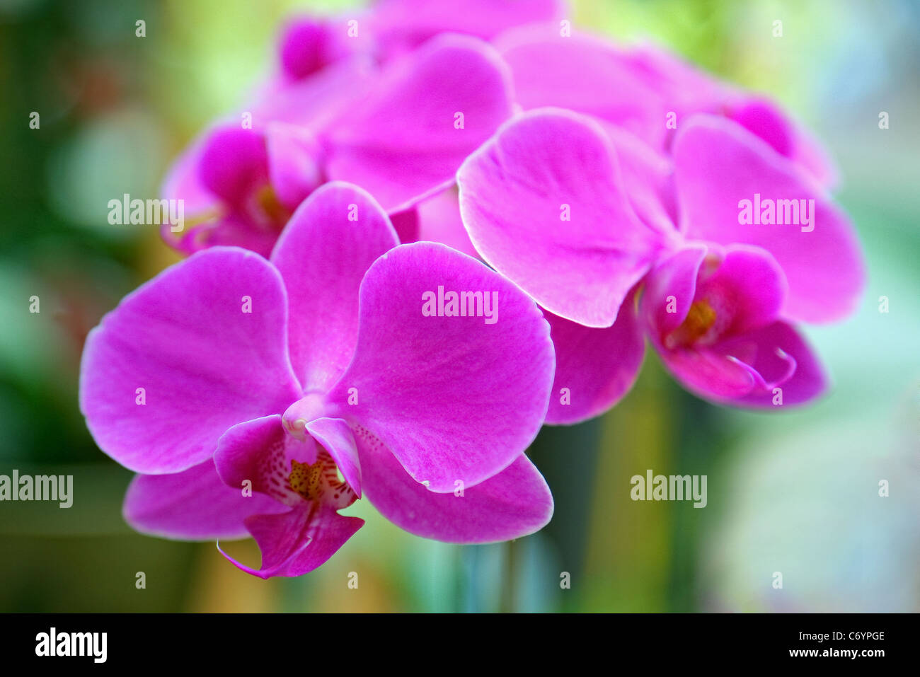 Close up di violetta fiori di orchidea Foto Stock