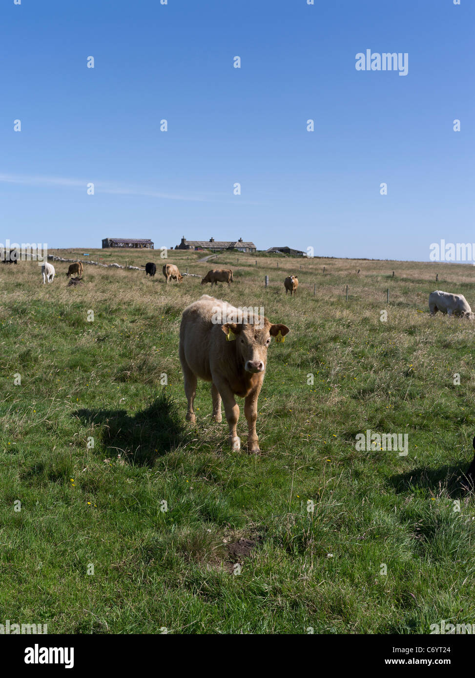 dh Hundland PAPA WESTRAY ORKNEY vaccino scozzese di manzo in campo di mucche cottage isole settentrionali scozia bestiame vitello Foto Stock