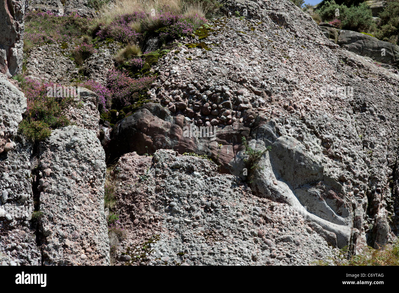 Una sezione di una scogliera principalmente fatta di pietre budino (Atlantic Pirenei - Francia). Tratto de falaise constitué de poudingue. Foto Stock