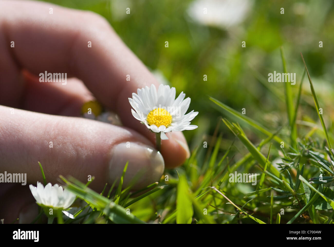 Close up donna picking daisy Foto Stock