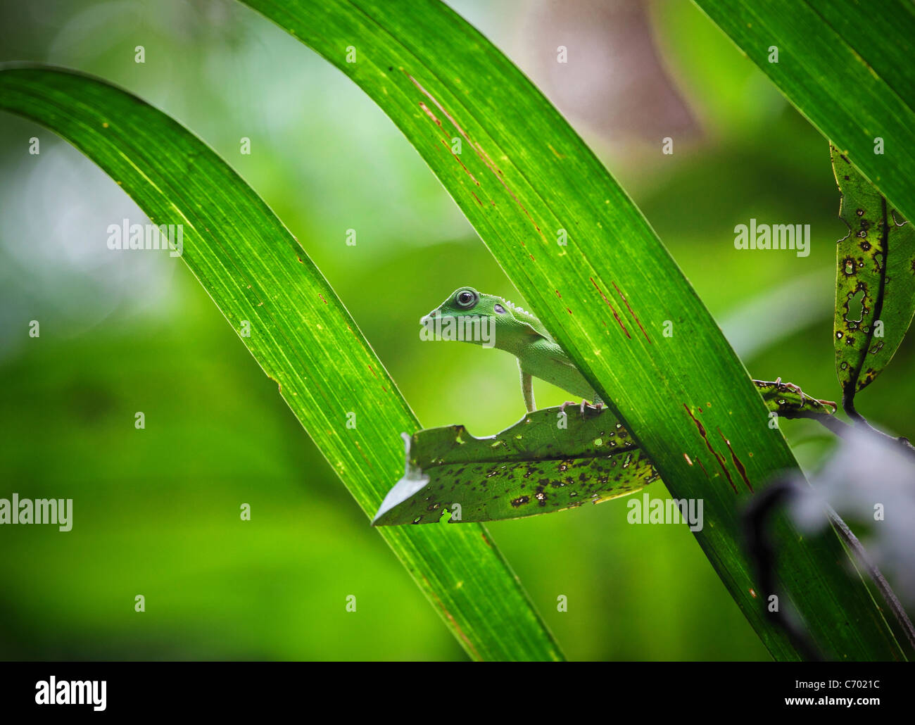 Primo piano immagine della lucertola verde in Borneo Foto Stock