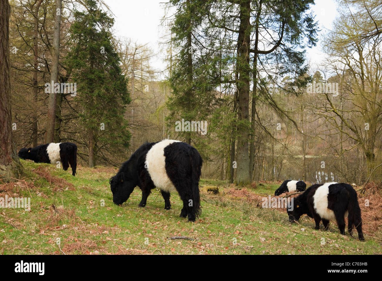 Belted Galloway pascolo del bestiame per la conservazione sostenibile nel bosco di conifere nei pressi di Tarn Hows, Cumbria, Regno Unito, Gran Bretagna. Foto Stock