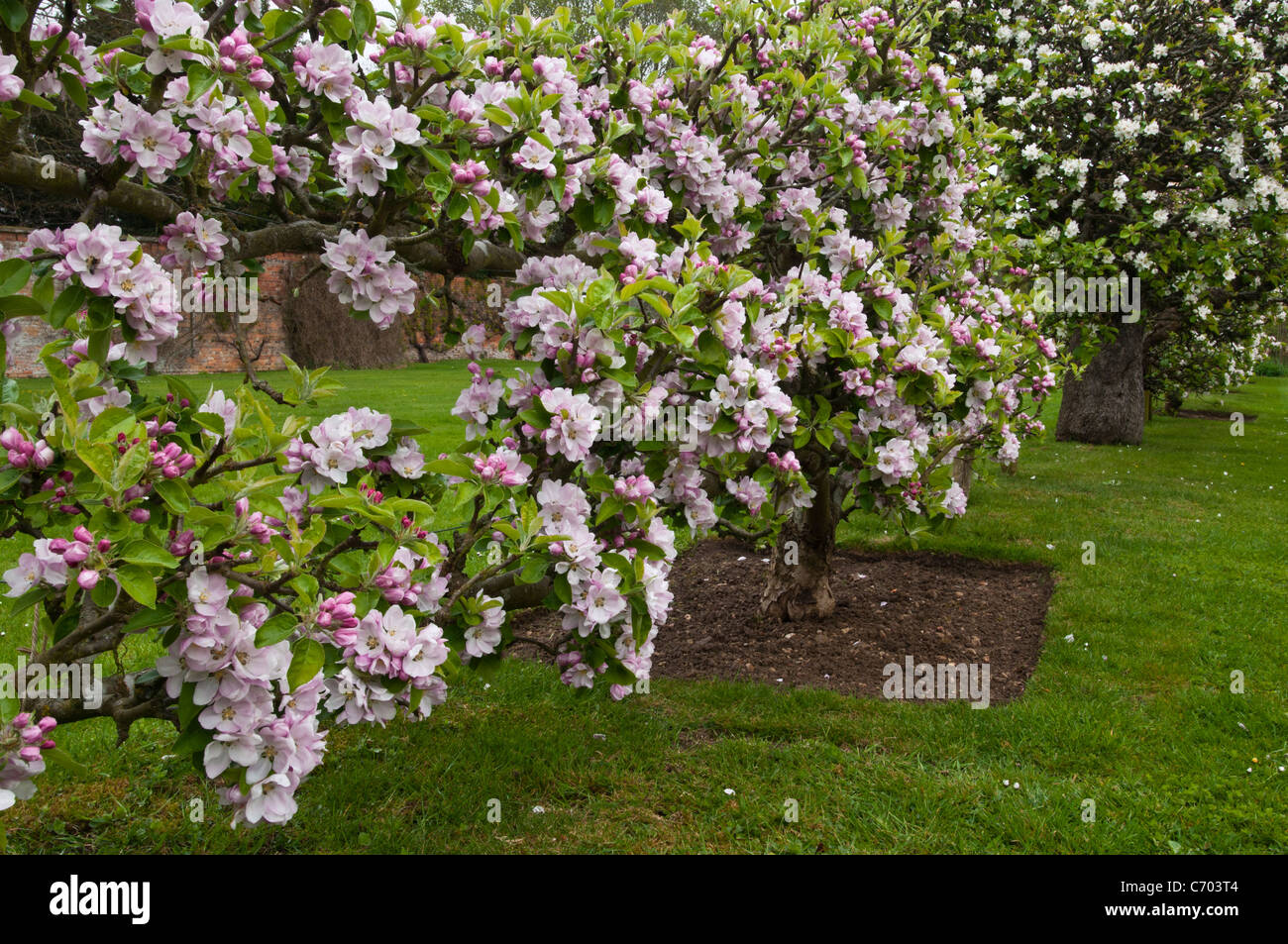 Alberi di mele in fiore. Lord Suffield varietà di mela inglese tradizionale piena di fiori rosa e bianco a Rousham House, Oxfordshire, Inghilterra. Foto Stock