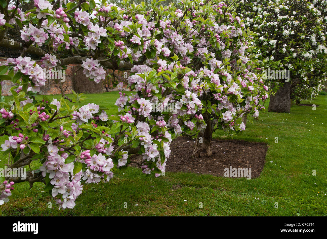 Alberi di mele in fiore. Lord Suffield varietà di mela inglese tradizionale piena di fiori rosa e bianco a Rousham House, Oxfordshire, Inghilterra. Foto Stock Alberi di mele in fiore. Lord Suffield varietà di mela inglese tradizionale piena di fiori rosa e bianco a Rousham House, Oxfordshire, Inghilterra. Foto Stock