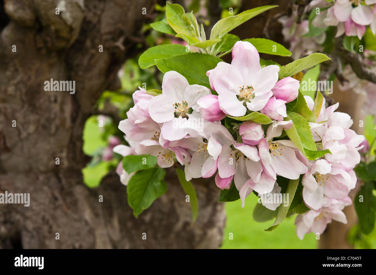Il delicato rosa e fiori bianchi Fiori e boccioli di un tradizionale inglese Varietà di melo, Rousham House, Oxfordshire, Inghilterra Foto Stock