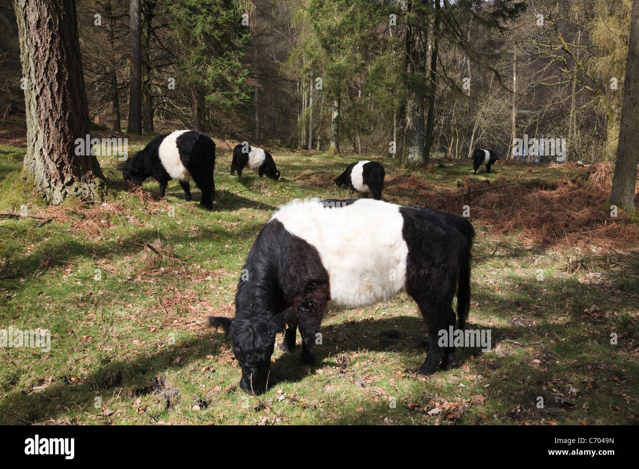 Tarn Hows, Cumbria, Inghilterra, Regno Unito. Belted Galloway pascolo del bestiame per la conservazione nei boschi di conifere nel distretto del Lago Foto Stock