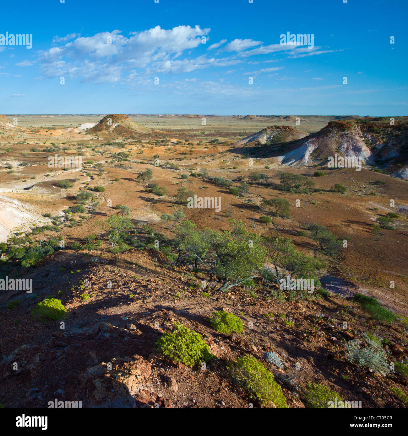 Scena con fiori selvatici a distacchi vicino a Coober Pedy, Sud Australia. Paesaggio, scenario desertico, semi aride, red sands Foto Stock
