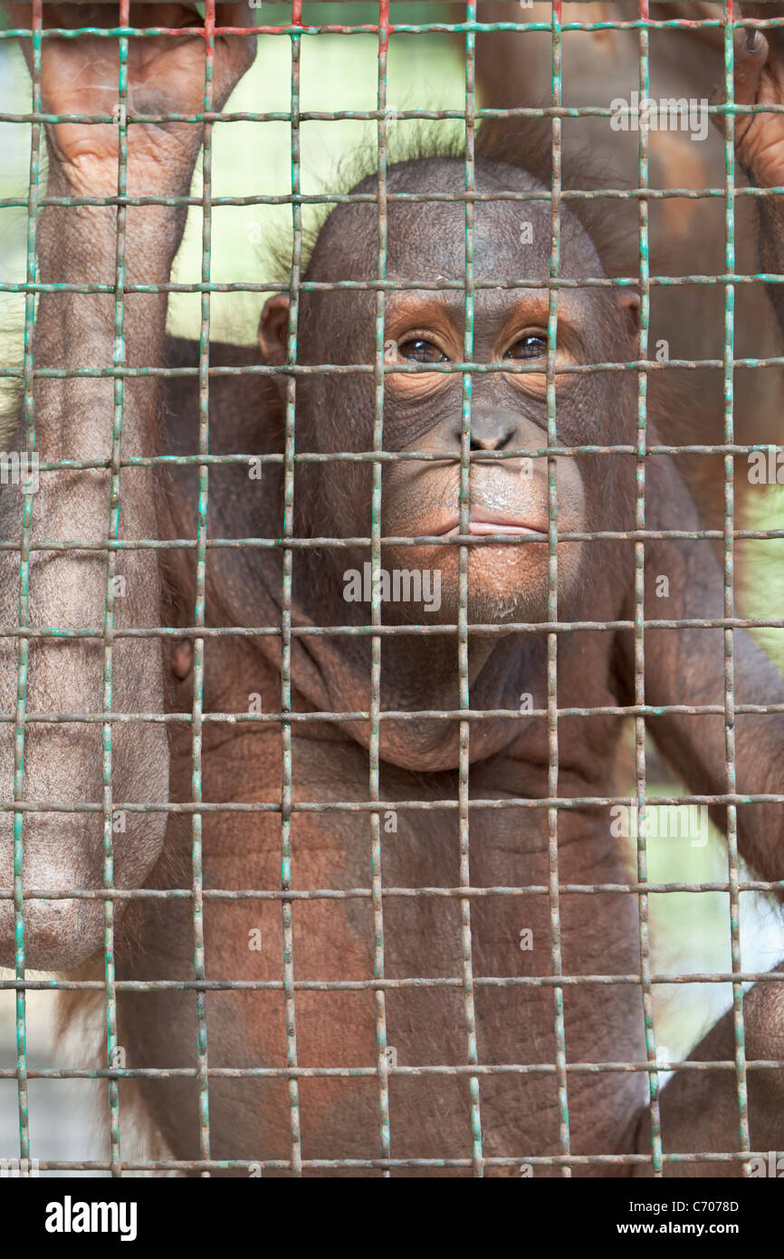 Orangutan dietro una gabbia zoo. Foto Stock