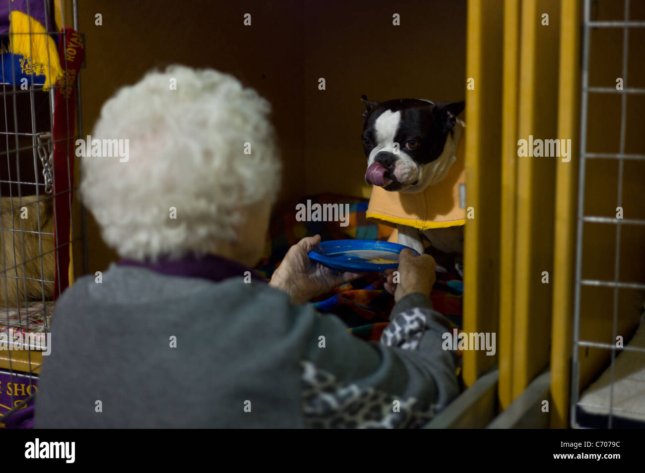 Signora alimenta Boston Terrier in gabbia a Dog Show. Cani Pedigree Foto Stock