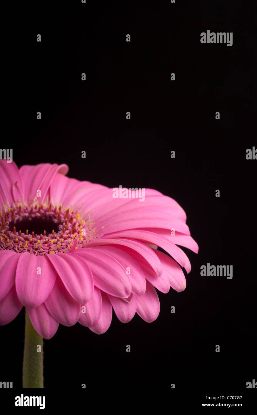 Pink gerbera sulla lavagna nera. Foto Stock