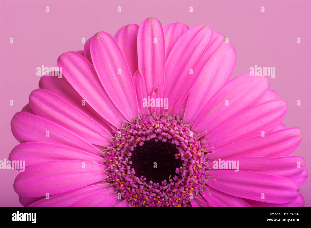 Pink gerbera sulla cornice rosa. Foto Stock