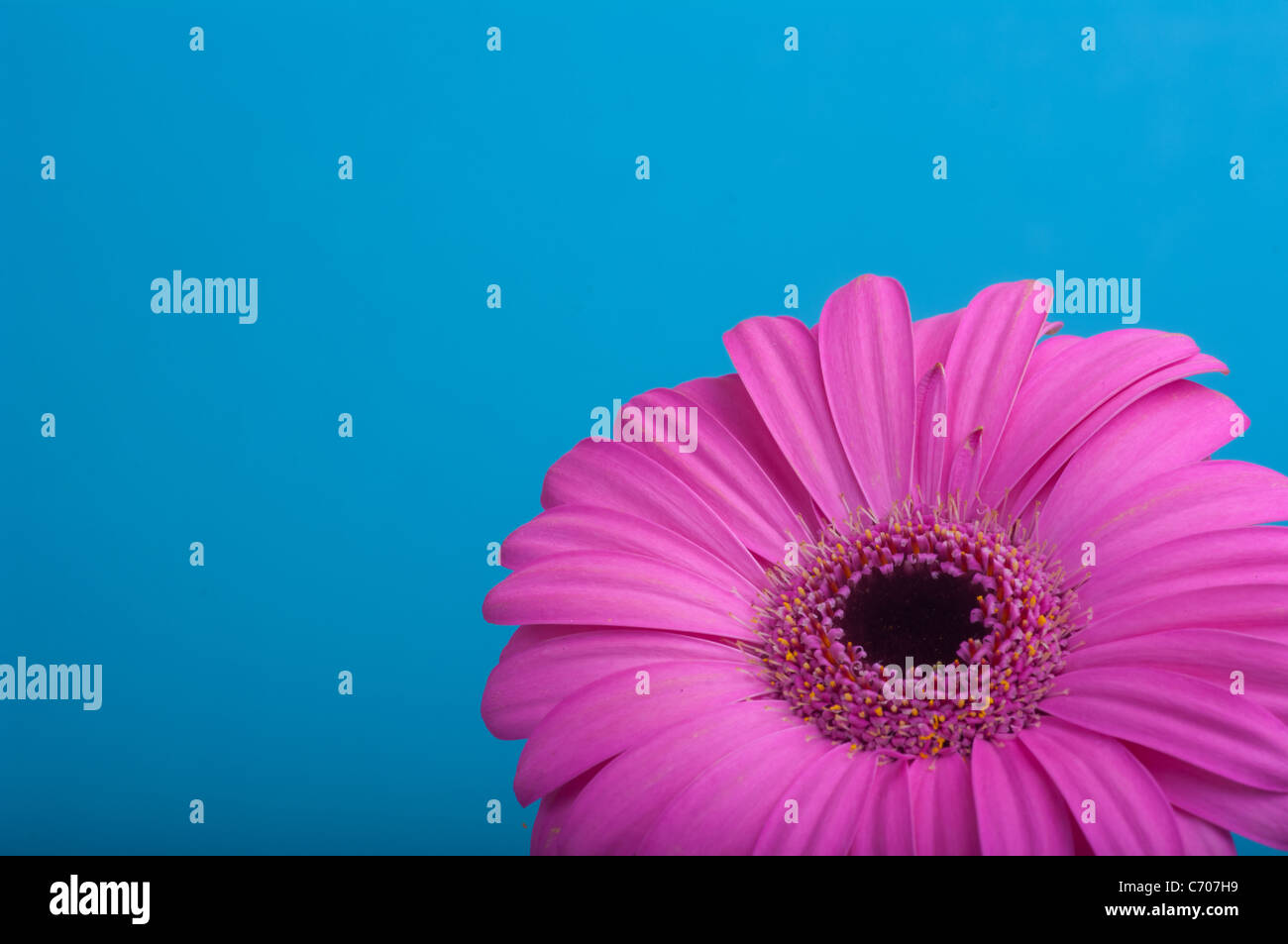 Pink gerbera sulla cornice blu. Foto Stock