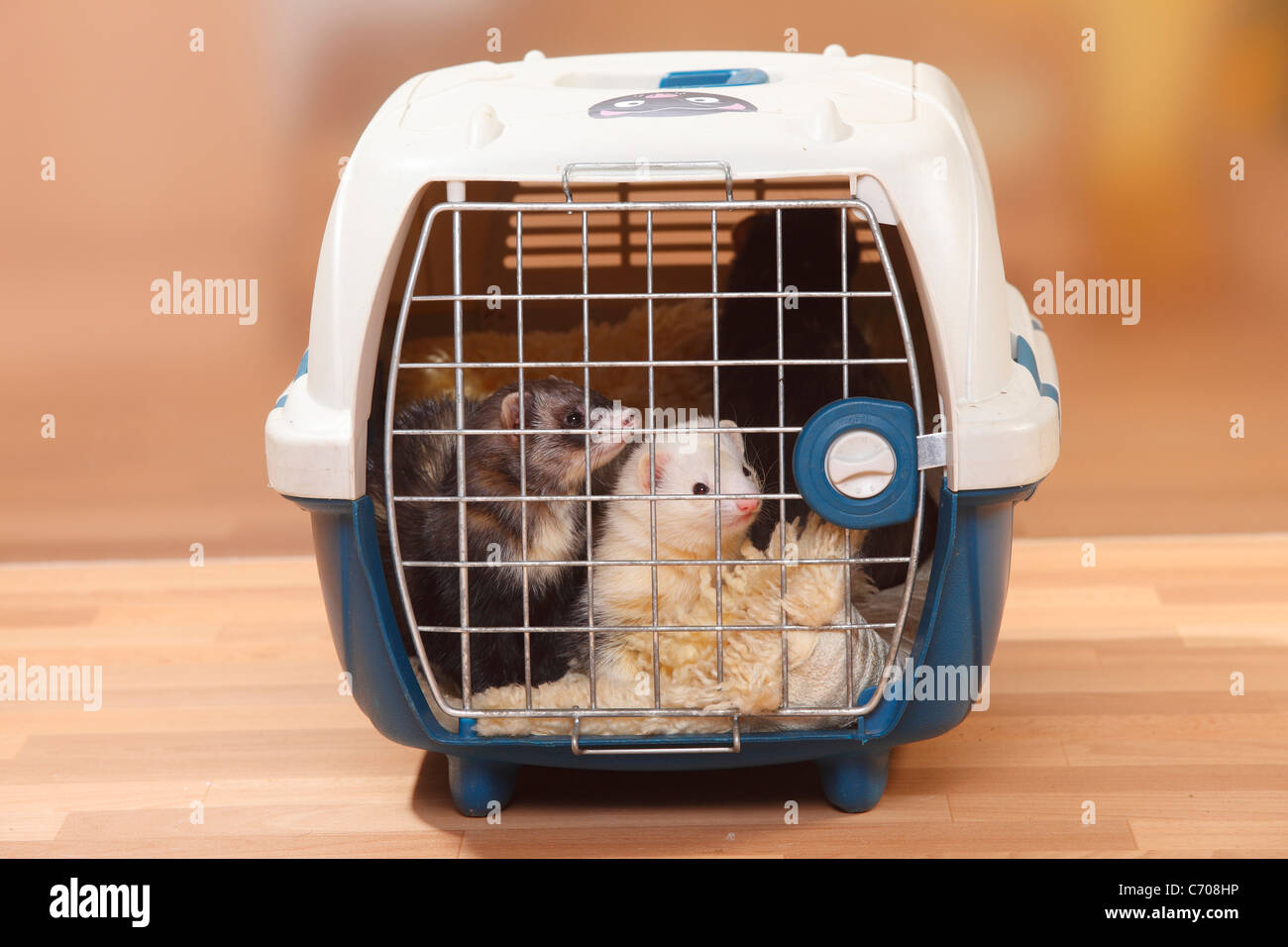 I furetti nel canile / (Mustela putorius forma domestica) Foto Stock