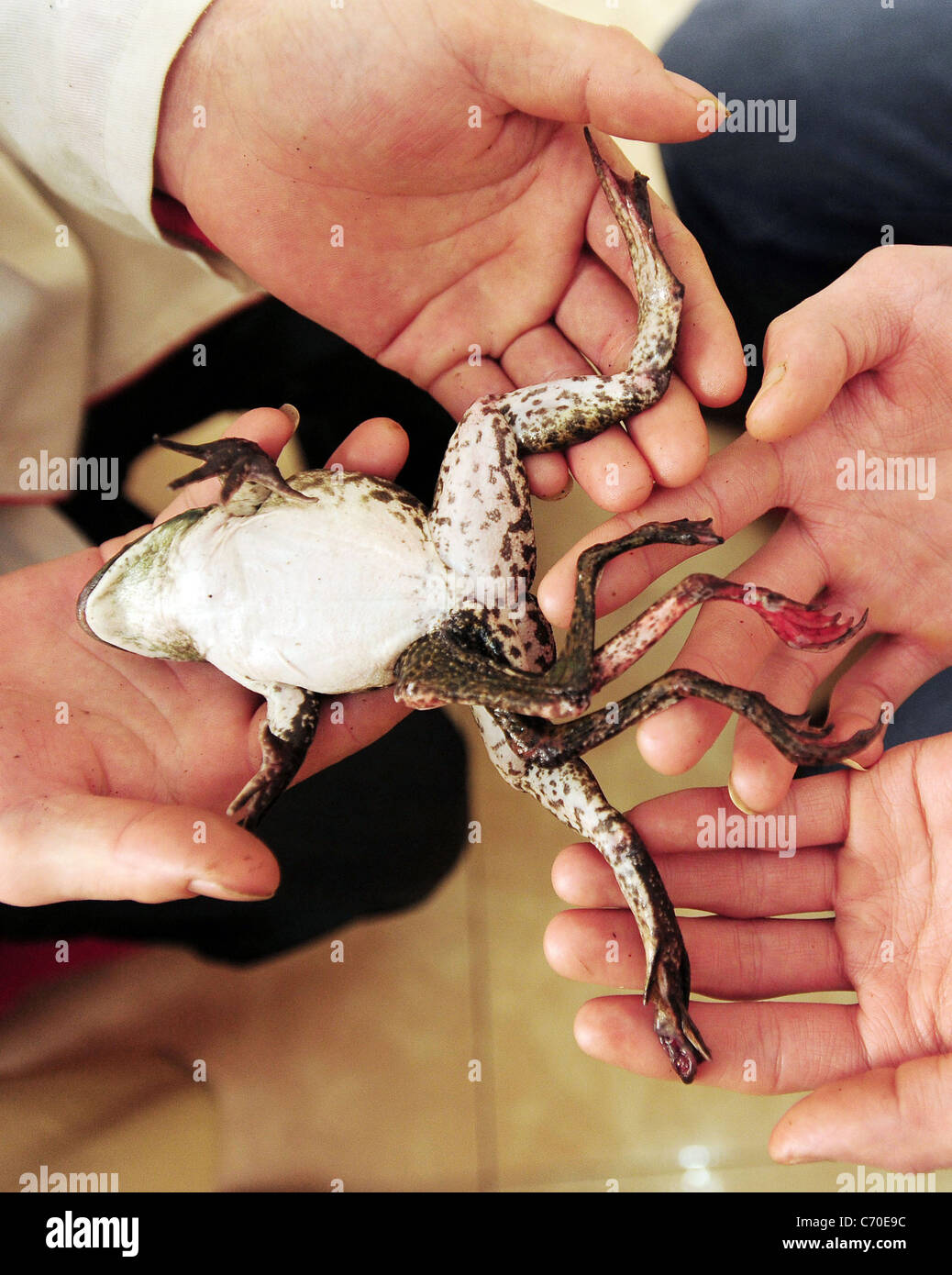 Sette zampe questo bullfrog bullfrog è un vero e proprio scherzo della natura. Ristorante i lavoratori a Pechino in Cina trovato l'anfibio con un Foto Stock