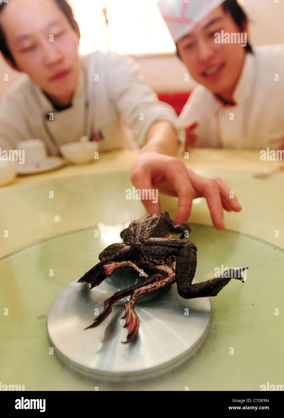 Sette zampe questo bullfrog bullfrog è un vero e proprio scherzo della natura. Ristorante i lavoratori a Pechino in Cina trovato l'anfibio con un Foto Stock