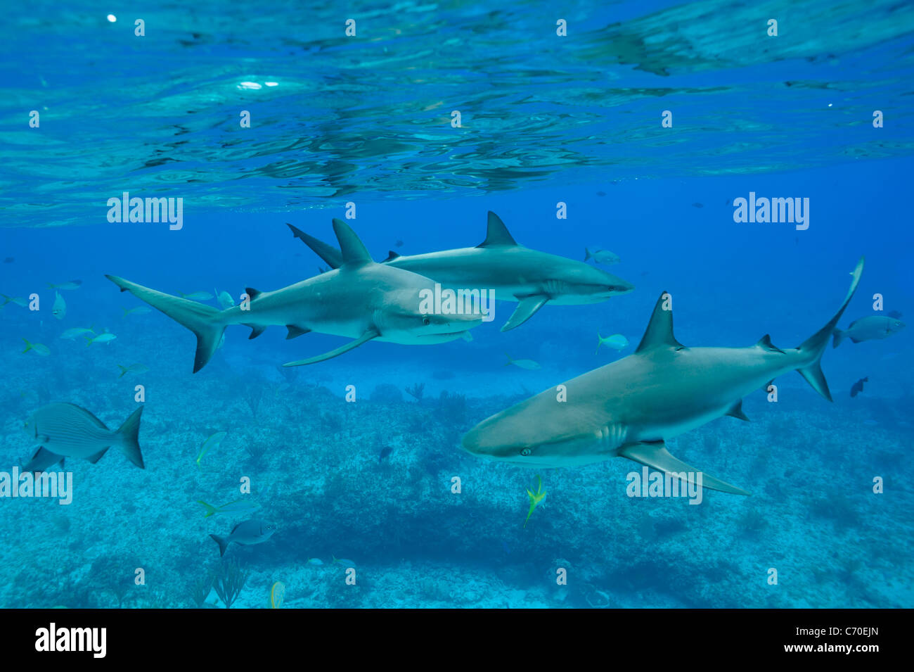 Caraibi squali di barriera, Carcharhinus perezi Riffhaie underwater Bimini Bahamas selvatica Foto Stock