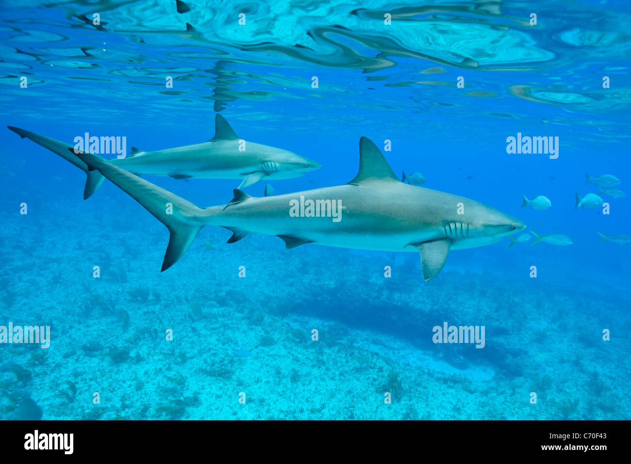 Caraibi squali di barriera, Carcharhinus perezi Riffhaie underwater Bimini Bahamas selvatica Foto Stock